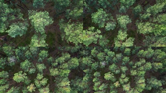 飞越森林。高大的树木。直升机上的景色。直升机搜索。摄像机的上升运动。版本1