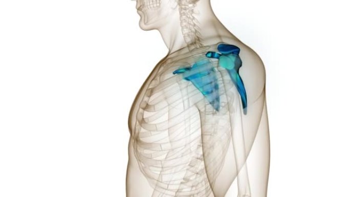 人体骨骼系统肩胛骨骨关节解剖动画概念