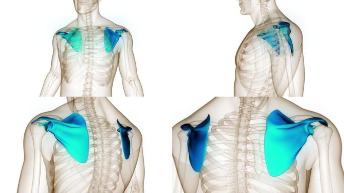 人体骨骼系统肩胛骨骨关节解剖动画概念