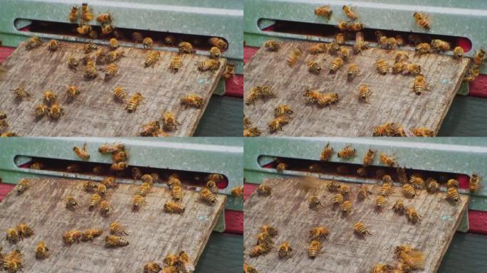 养蜂。蜜蜂生活在一个古老的木制蜂箱里。特写。