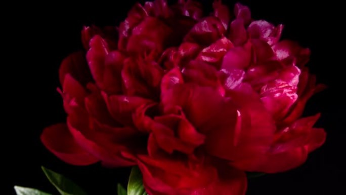 黑色背景上的红牡丹开放花。吠陀概念。侧视图
