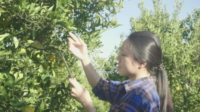 东南亚妇女在泰国清迈花园采摘新鲜橘子