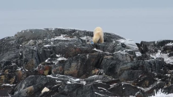 北极熊用蓝色塑料袋在岩石上吃饭