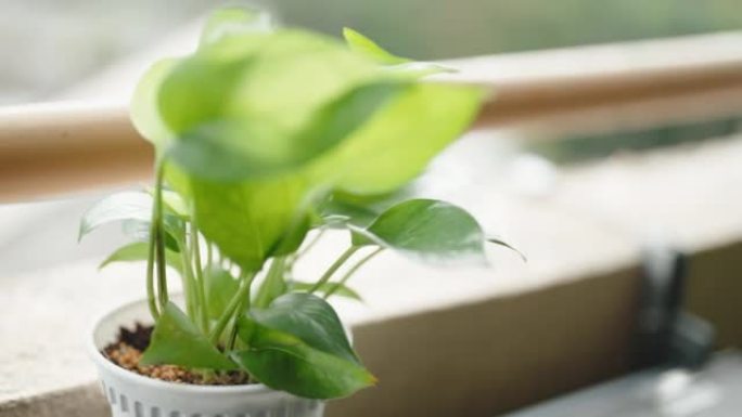 雨天阳台上的植物叶子在强风中飘动