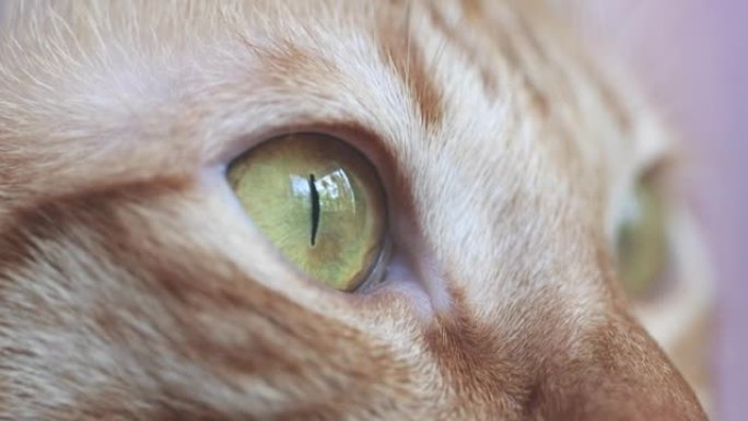 在看窗外的景色时，近距离观察脸部和猫眼。