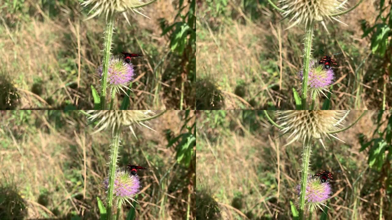 温带气候草地上的一种异国蝴蝶。气候异常。蓟上的五点伯内特。Zygaena trifolii
