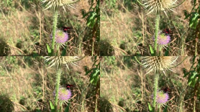 温带气候草地上的一种异国蝴蝶。气候异常。蓟上的五点伯内特。Zygaena trifolii