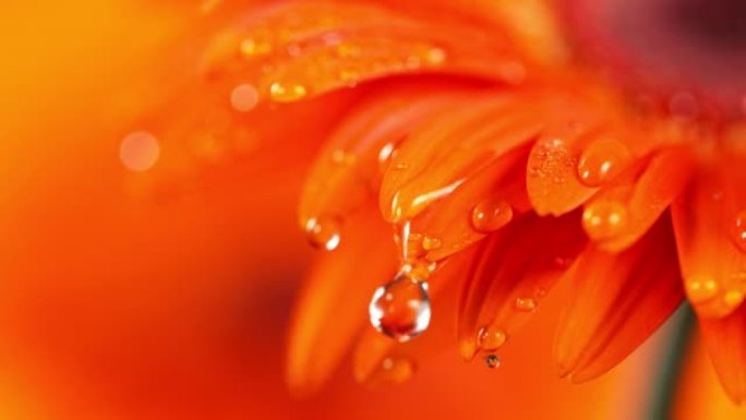橙色非洲菊花上落下的水滴的超慢动作。