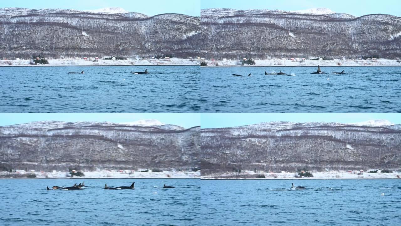 虎鲸和渔船虎鲸和渔船