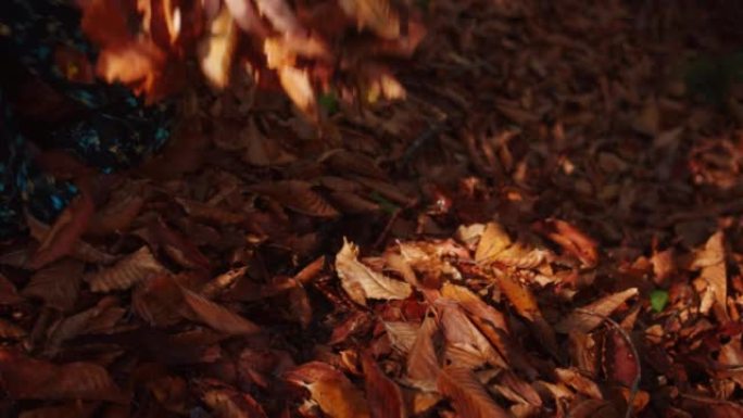女人的手的特写镜头从地上捡起一臂之力的落叶，然后扔出去。用秋天的颜色画的干叶。