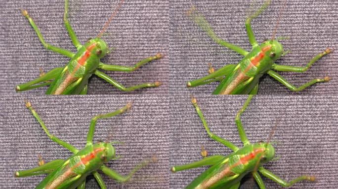 绿色蝗虫-绿色蝗虫迁徙蝗虫短角蝗虫