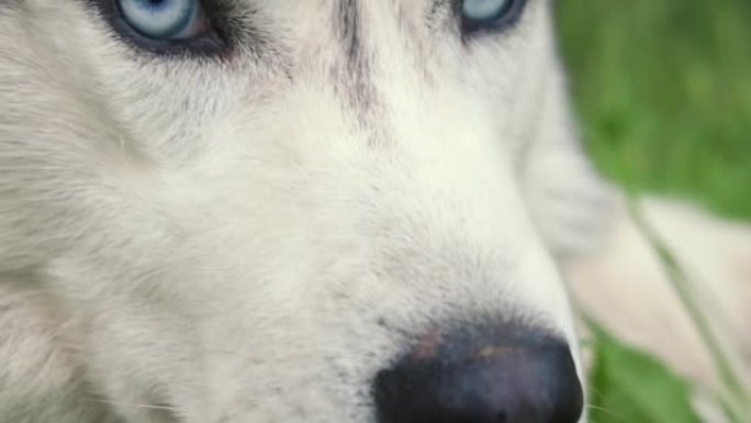 一只特写的哈士奇狗，一只蓝眼睛和白灰头发的狗，躺在绿色的草地上。选择性聚焦