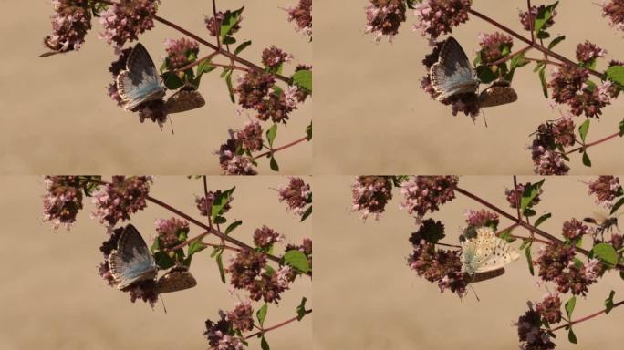 A male and female Chalkhill Blue (Lysandra coridon