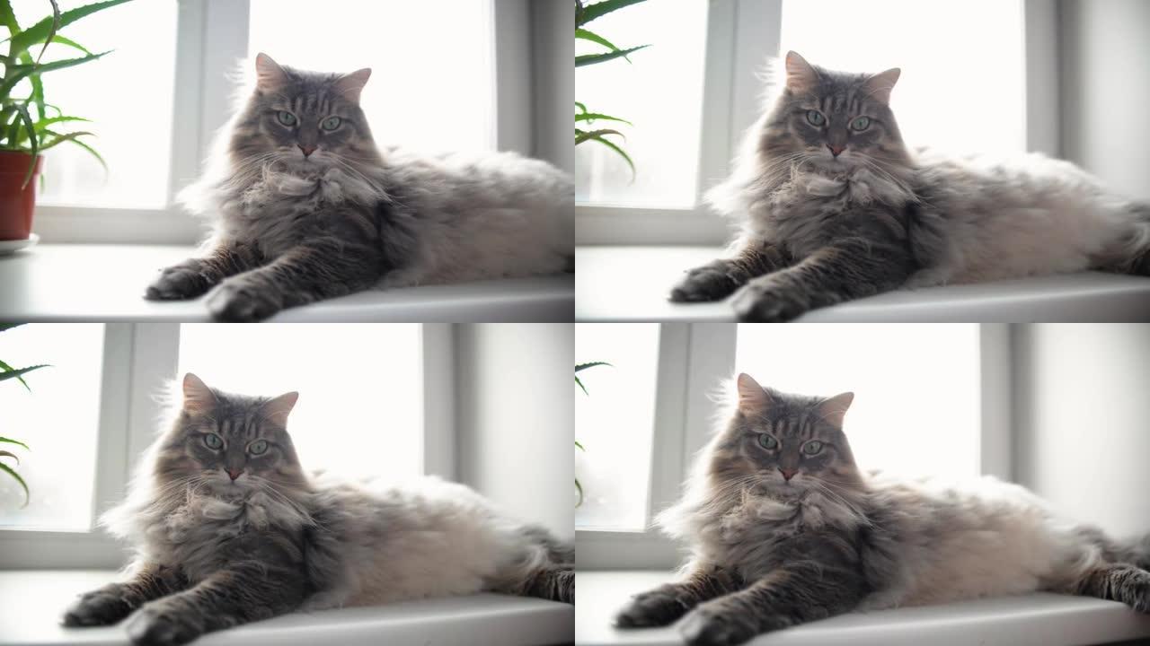 灰色蓬松的猫，绿色的眼睛躺在室内的窗台上。休息毛皮宠物