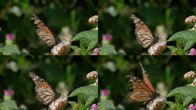 花朵上的蝴蝶展开它的翅膀1080 60FPS SLO-MO