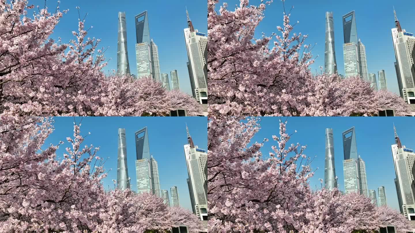 上海城市春天陆家嘴地标上海樱花北上广樱花