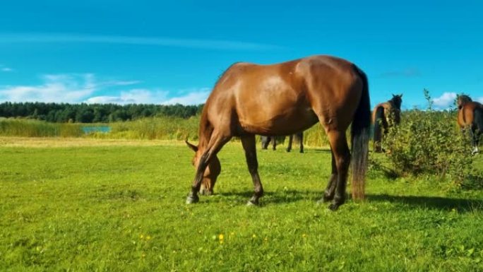 马牧场牧场上的马。晴天在田野里吃草