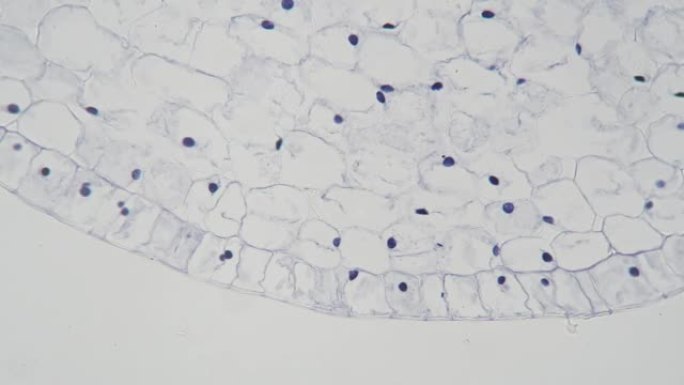 显微镜下200x对明场的横向切片百合卵巢