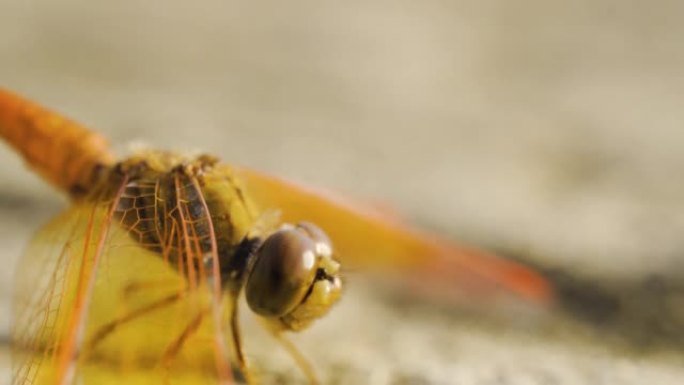 蜻蜓粘在水泥地板上。自然感觉的昆虫的性质。乡村路的新鲜空气。
