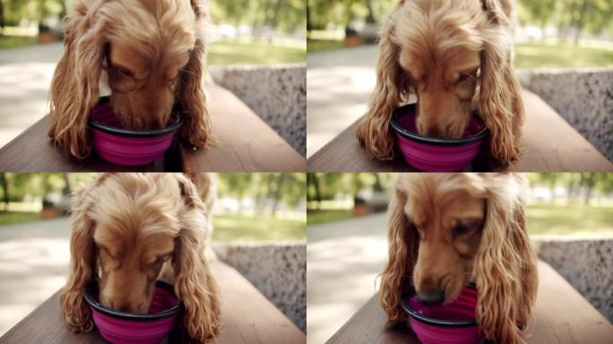 口渴的狗在户外玩耍后在碗里喝干净的水。
