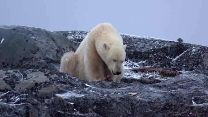 北极熊吃鱼，中等射击，2022