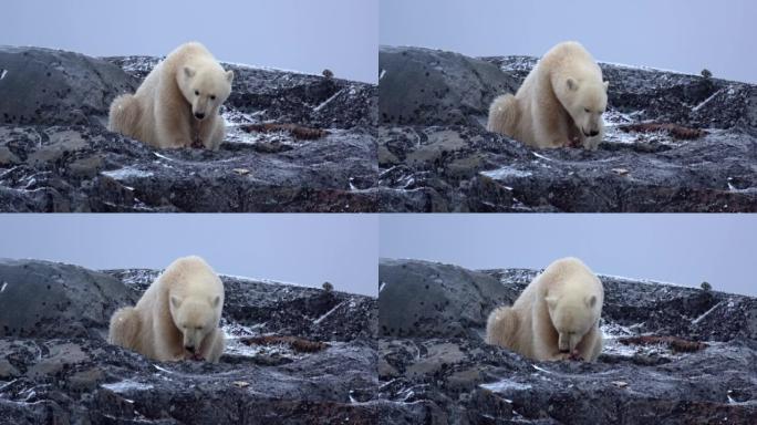 北极熊吃鱼，中等射击，2022