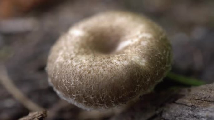 白色蘑菇生长在森林中。一只虫子从蘑菇上跑过。微距拍摄。4k