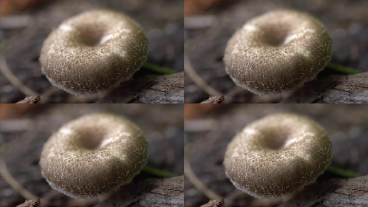 白色蘑菇生长在森林中。一只虫子从蘑菇上跑过。微距拍摄。4k