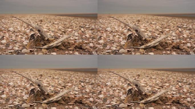 A dead Little Tern (Sternula albifrons) lying on t