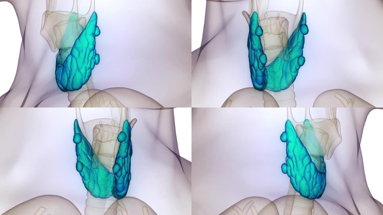 人体腺体甲状腺解剖动画概念