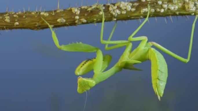绿色螳螂挂在灌木丛的角质树枝上，在蓝天背景上看着相机