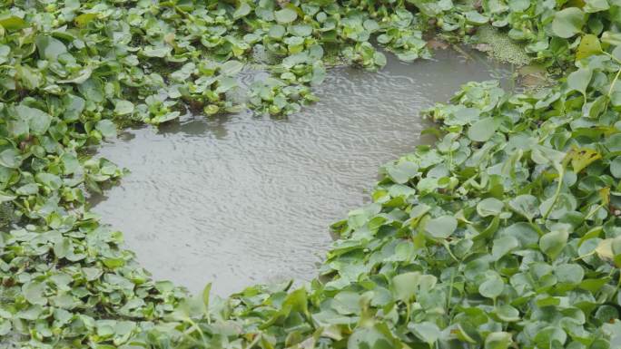 下雨池塘雨点4K实拍