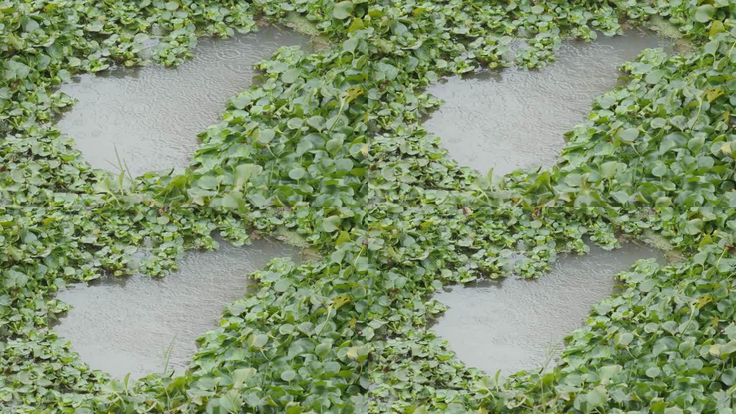 下雨池塘雨点4K实拍