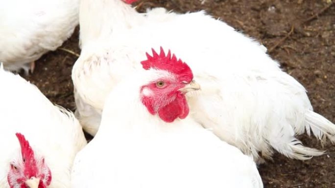 Meat breed of chickens. Beautiful white chicken cl