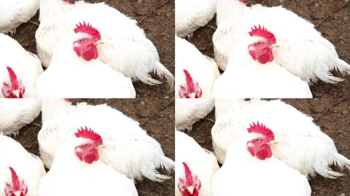 Meat breed of chickens. Beautiful white chicken cl