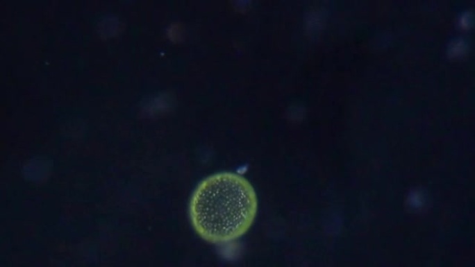 金黄色葡萄球菌显微镜下旋转菌落细菌细胞。