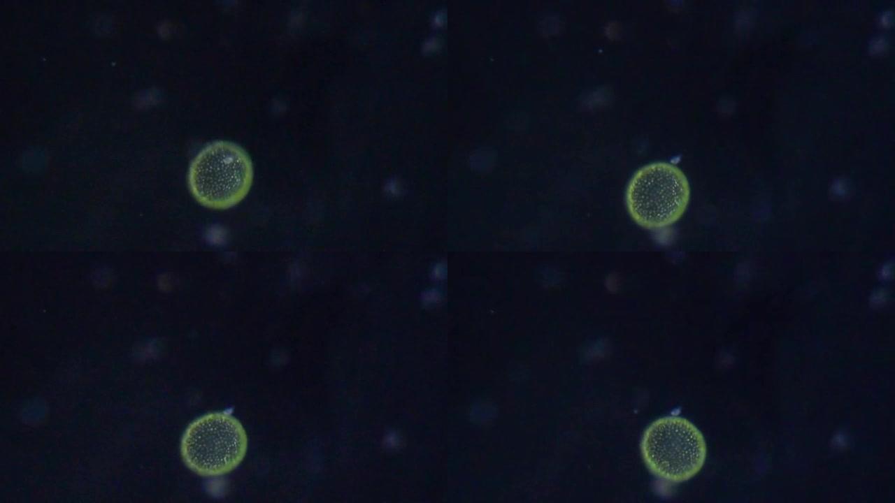 金黄色葡萄球菌显微镜下旋转菌落细菌细胞。