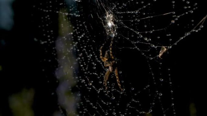 美丽的蜘蛛网，有蜘蛛和水的露珠。创意。明亮的白色蜘蛛网，深色背景上有露水。雨后在网上的蜘蛛