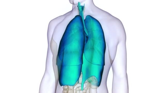 具有隔膜解剖动画概念的人体呼吸系统肺