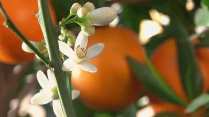 白橙香花在绿色柑橘树的枝条上绽放