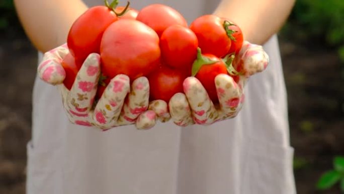 农妇在花园里收集西红柿。选择性聚焦。食品。
