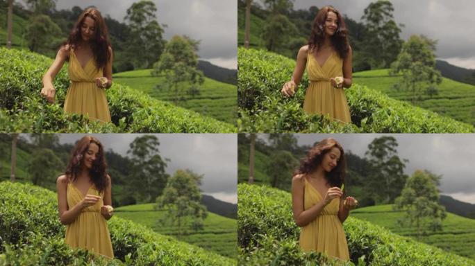 旅行妇女手持茶叶前往斯里兰卡著名的自然地标茶园