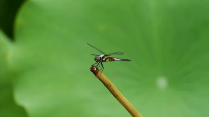 蜻蜓的特写镜头留在荷叶背景下的莲杆上，4k镜头放大效果。