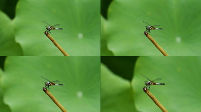蜻蜓的特写镜头留在荷叶背景下的莲杆上，4k镜头放大效果。