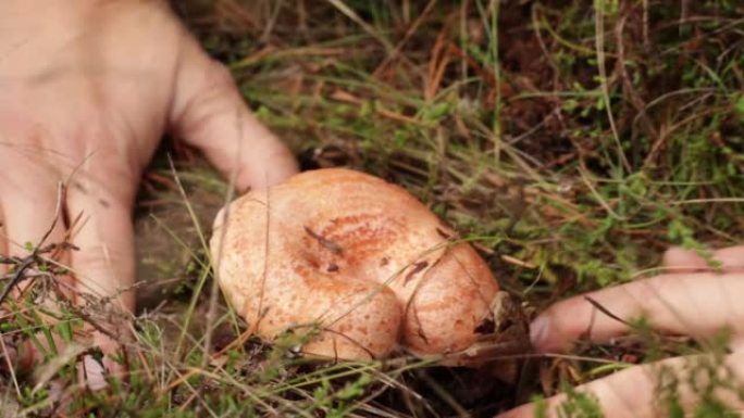 隐藏在草丛中的森林中生长着一种野生的可食用藏红花牛奶帽蘑菇。手打开草，采摘蘑菇，将其从地面上拧下来，