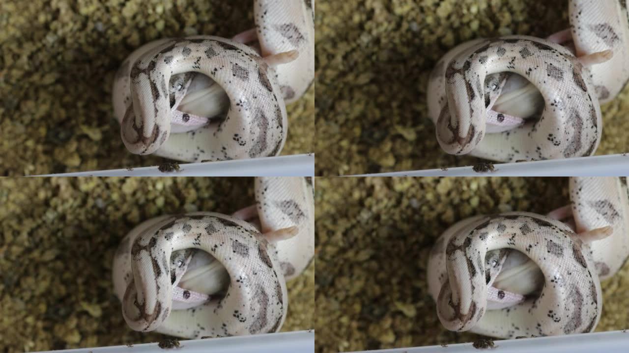 一系列视频显示宠物蟒蛇撞击老鼠，然后吃掉它。有利于生物学或生态学概念