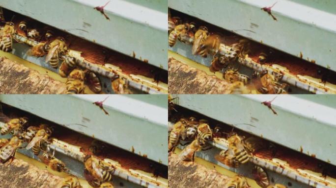 养蜂。蜜蜂在收集蜂蜜后回到蜂巢。蜂巢入口处有一群蜜蜂。特写