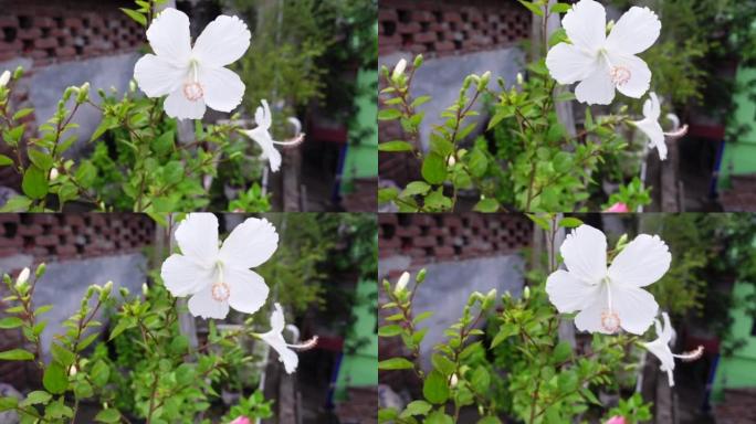 白色的芙蓉花在绿树上随风摇曳。白色和绿色的花朵背景。4k视频。