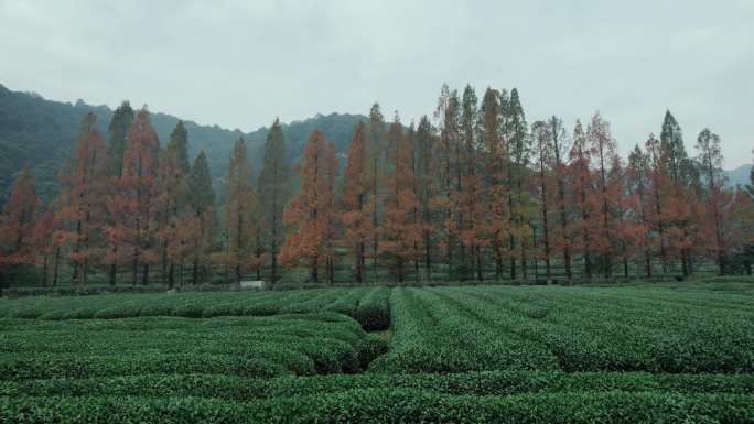 茶叶茶园茶山