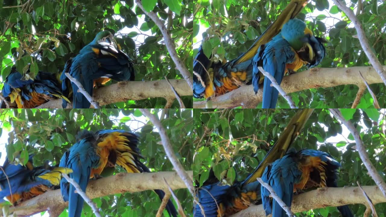 一对蓝黄金刚鹦鹉 (Ara ararauna)。